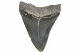 Serrated, Fossil Megalodon Tooth - South Carolina #321342-1